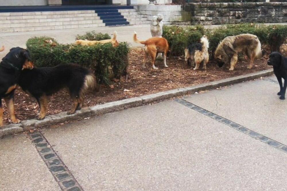 Procjenjuje se da je na ulicama stotine pasa-lutalica, Foto: Svetlana Mandić
