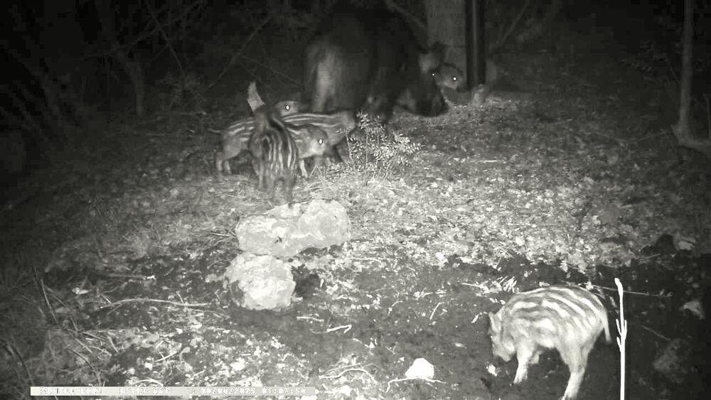 Divlje svinje u lovištu