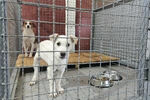 Otvoreno prvo sklonište za napuštene pse u Bijelom Polju