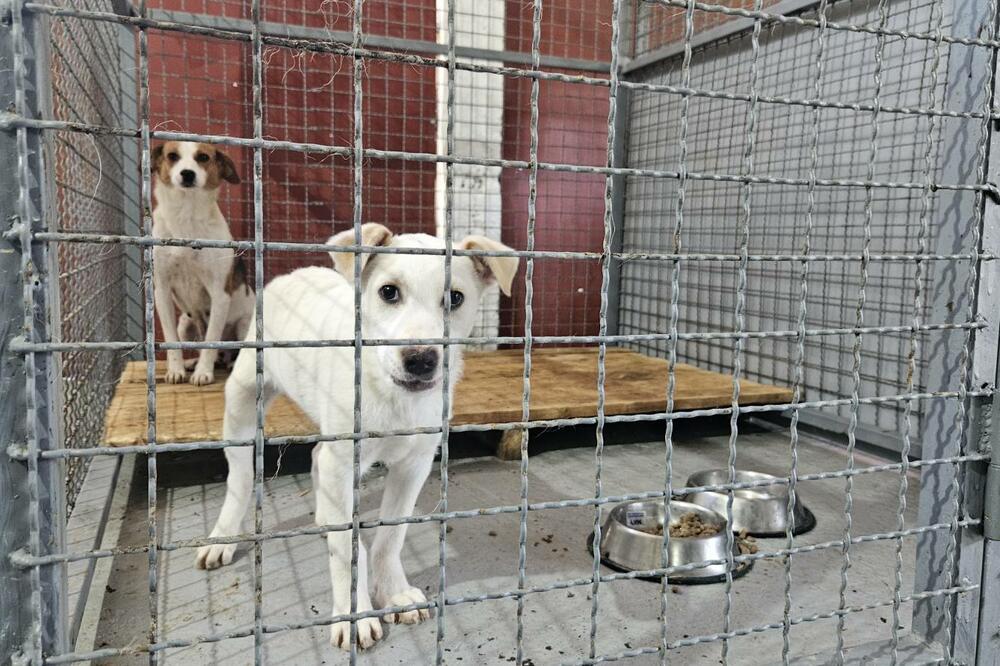 Otvoreno prvo sklonište za napuštene pse u Bijelom Polju, Foto: Jadranka Ćetković