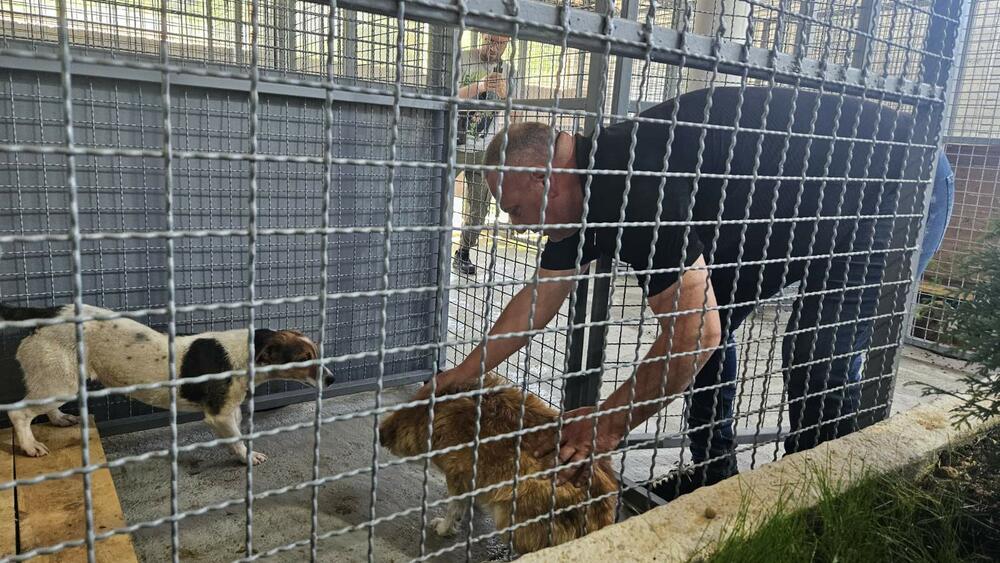 azil, sklonište za napuštene pse