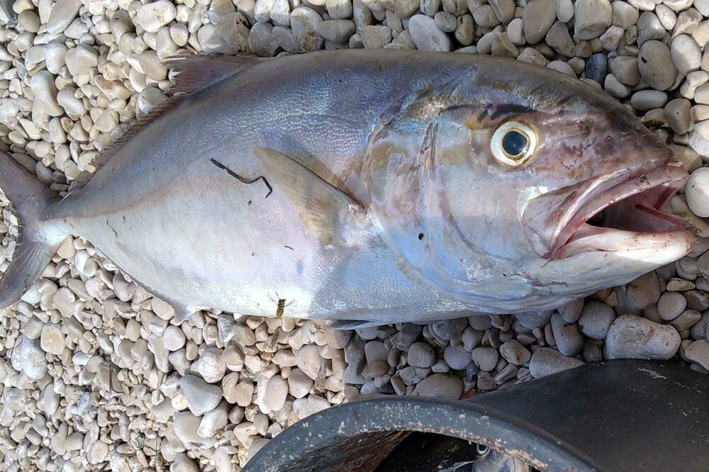 Foto: BBC/Jovan Radulović