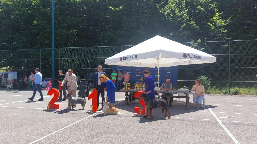 izložba pasa Nikšić