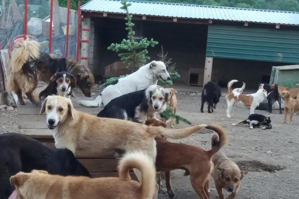 Privatni azil u Kolašinu, Foto: Privatna arhiva