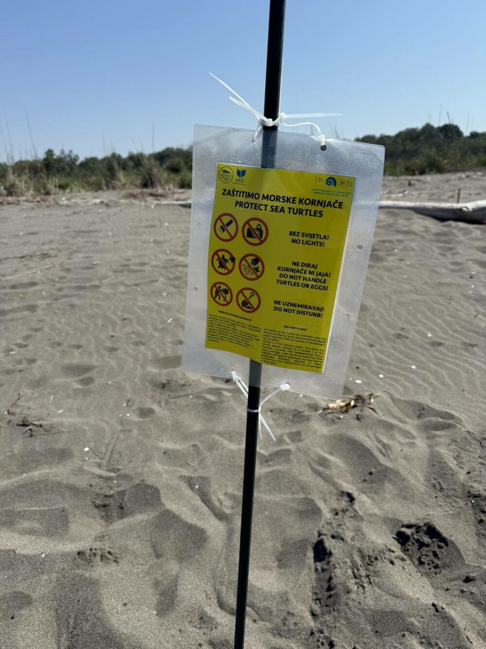 gnijezdo glavate morske kornjače