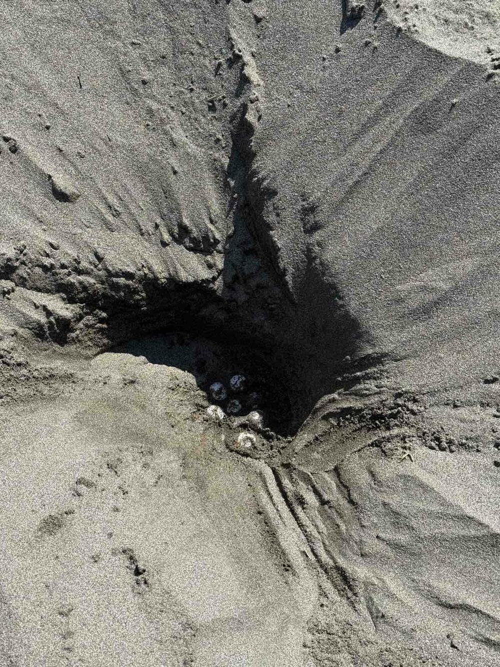 gnijezdo glavate morske kornjače