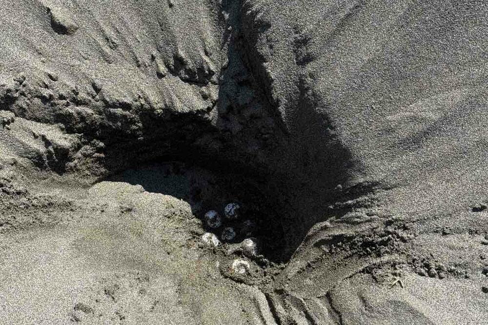 Foto: Institut za biologiju mora