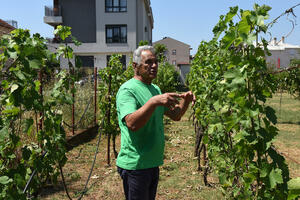 Vapaje Boljevića Joković ne čuje: Poljoprivrednik tvrdi da ga...