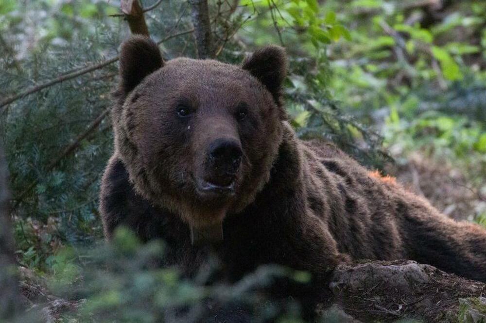 Foto: Slaven Reljić