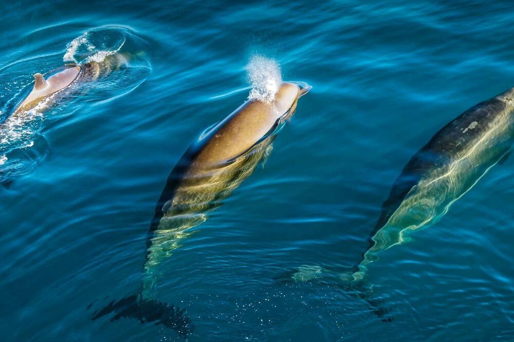 Foto: Christian Harboe-Hansen