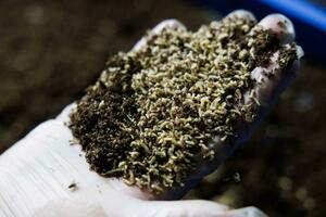 Da li treba da dozvolimo muvama da jedu naš otpad od hrane