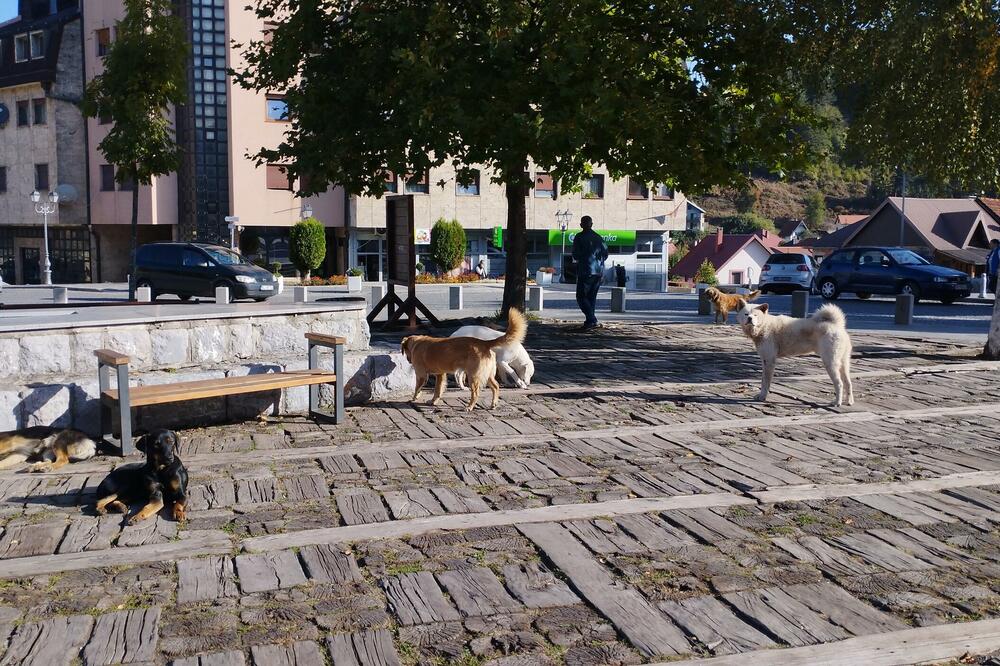 Psi lutalice u Kolašinu (Ilustracija), Foto: Dragana Šćepanović