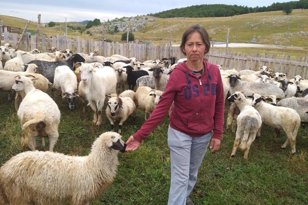 Slavka Adžović sa svojim stadom, Foto: Svetlana Mandić