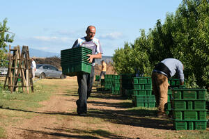 Grape Harvest Season in Montenegro: Where to Experience 'the Berba'
