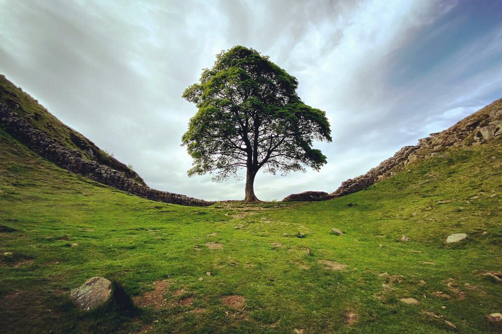 Najpoznatije englesko stablo prije nego što je posječeno, Foto: Shutterstock