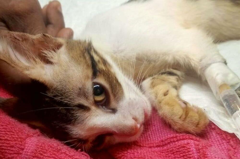 Foto: Purnima Motvani