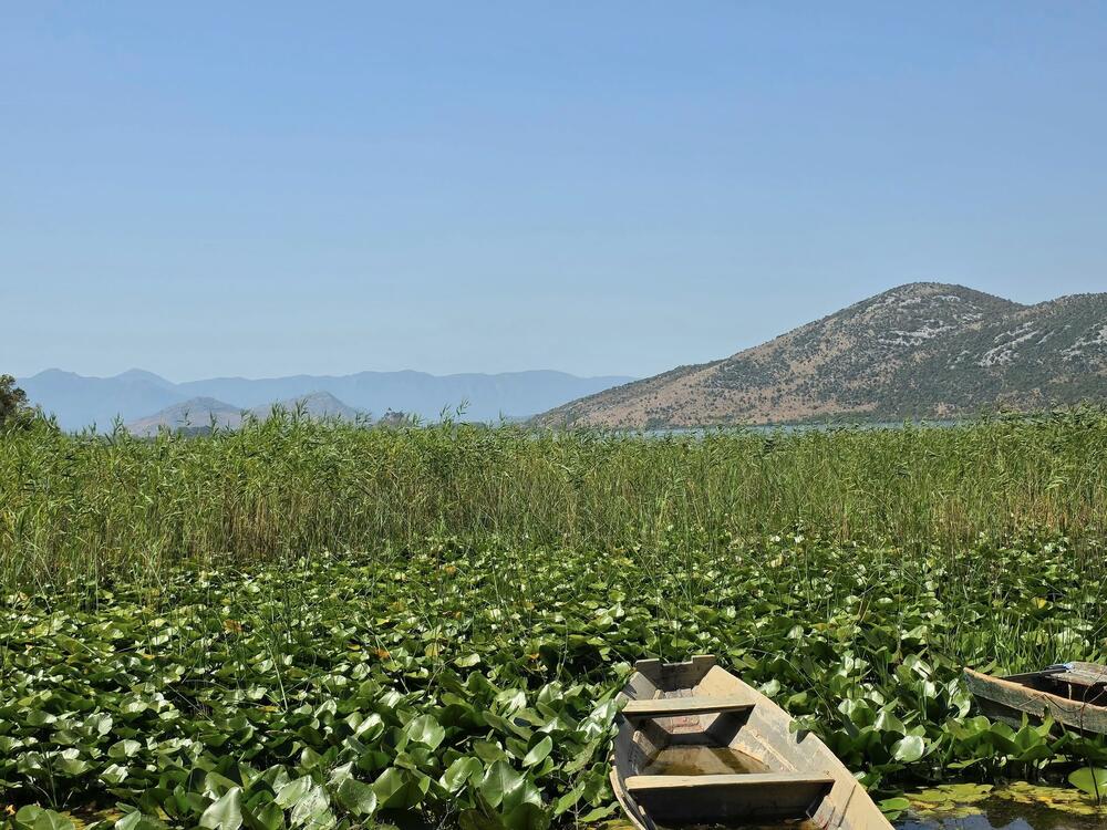 <p>Na Skadarskom jezeru danas otvorena slikarska kolonija koja traje do 28. jula i okuplja umjetnike iz Crne Gore, Srbije, Sjeverne Makedonije, BiH... </p>