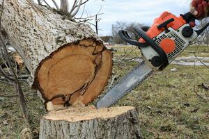Plavljanin osumnjičen da je posjekao stabla u NP Prokletije,...