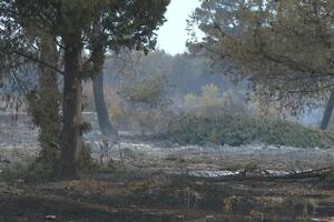 Drveće koje je raslo 50 i više godina nestalo za nekoliko sati