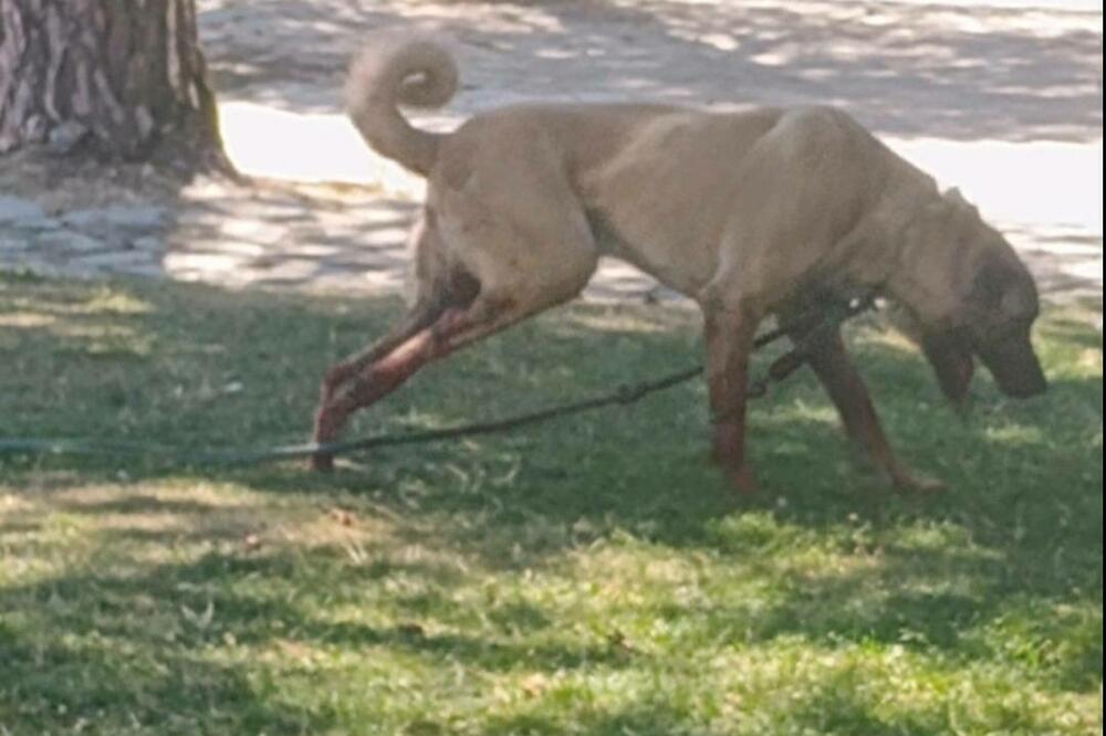 Pas je, tvrde iz dijela NVO, prije intervencije policajca, bio miran i vezan, Foto: Privatna arhiva