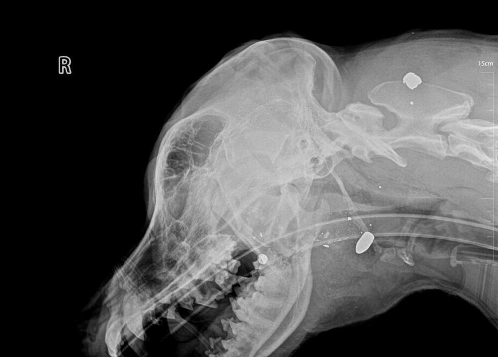 Aktivisti za zaštitu životinja navode da su u psa ispaljena tri metka (rentgenski snimak)