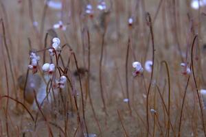 Tajanstveni svijet: Neobični organizmi pronađeni u dubokom okeanu
