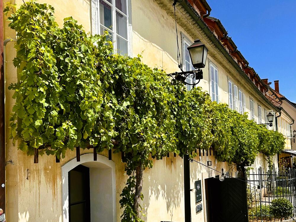 Najstarija živa vinova loza na svijetu