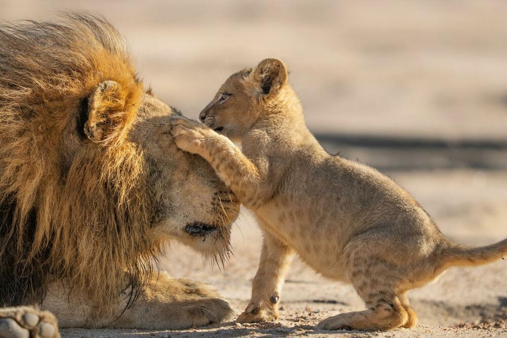 Foto: BBC/Silverback Films/Russ Maclaughlin