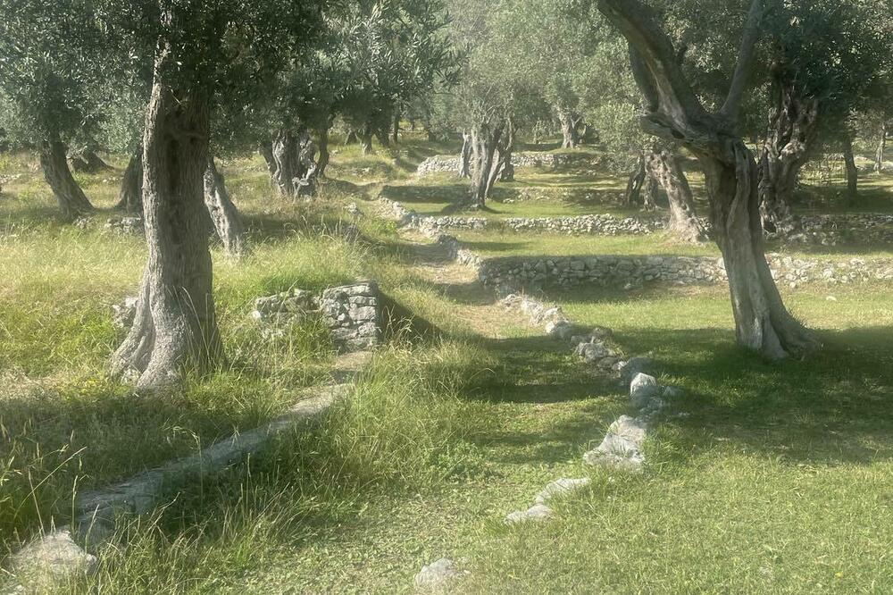 Kako sačuvati maslinjake (ilustracija, arhiva), Foto: Djurdja Radulovic