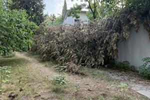 Umjesto čempresa u Beogradskoj ulici u Podgorici da posade maslinu?