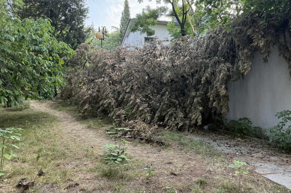 Stanare Beogradske ulice brine požarna sezona, kao i činjenica da je stablo čempresa osušeno, Foto: Nikola Saveljić