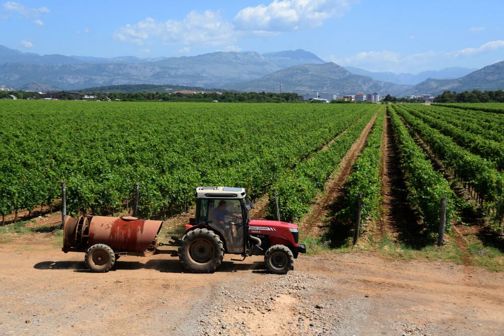 Za isti vinograd porez u Tuzima četiri puta veći nego u Podgorici, Foto: BORIS PEJOVIC