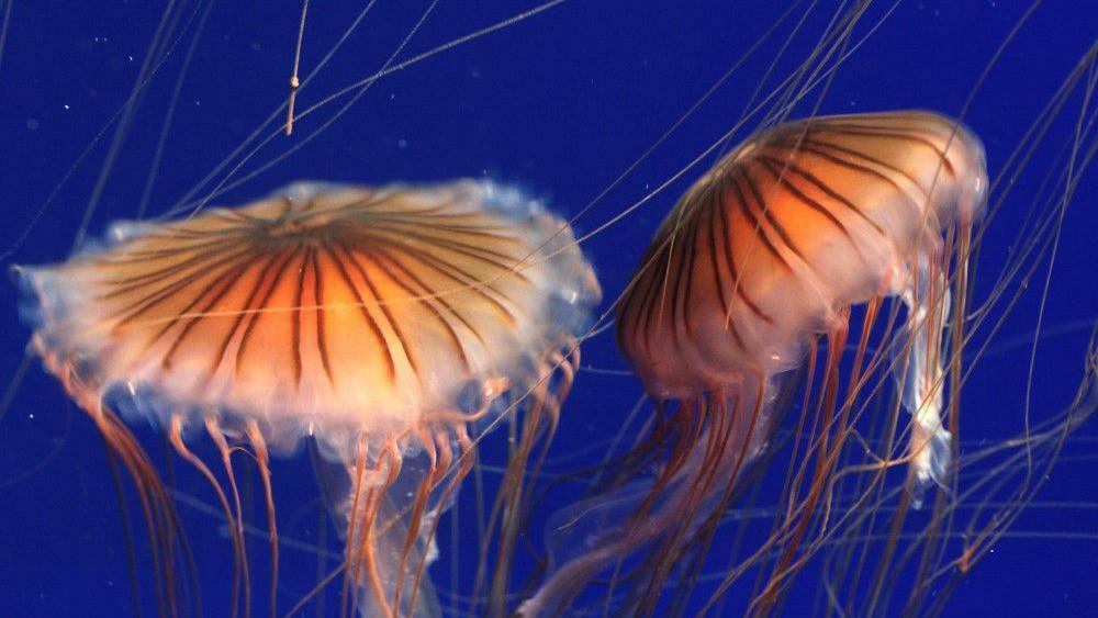 Nuklearna elektrarna v Franciji začasno zaprta zaradi najezde meduz