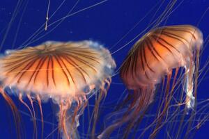 Zbog najezde meduza zatvorena nuklearna elektrana u Francuskoj