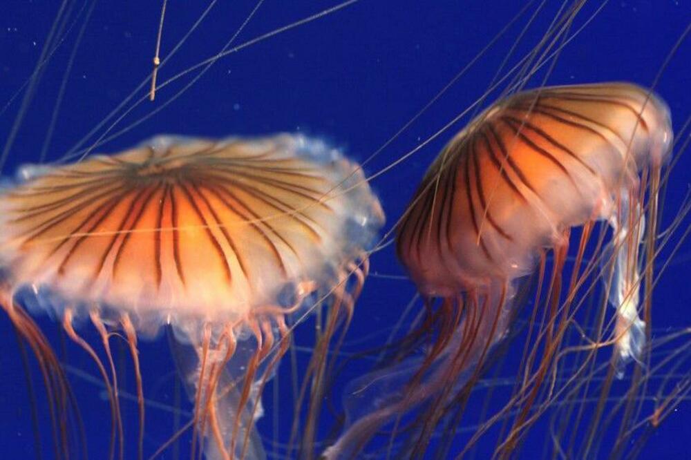 Foto: BBC/Barnaby Perkins