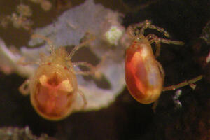 Pešić: Nova vrsta za nauku dobila ime u čast Petra II Petrovića...