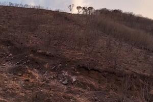 Iković: U prosjeku svake godine u Crnoj Gori strada toliko šume da...