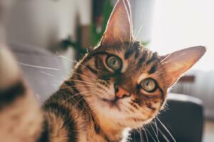 Lijek protiv demencije možda se krije u mačkama - evo i zašto