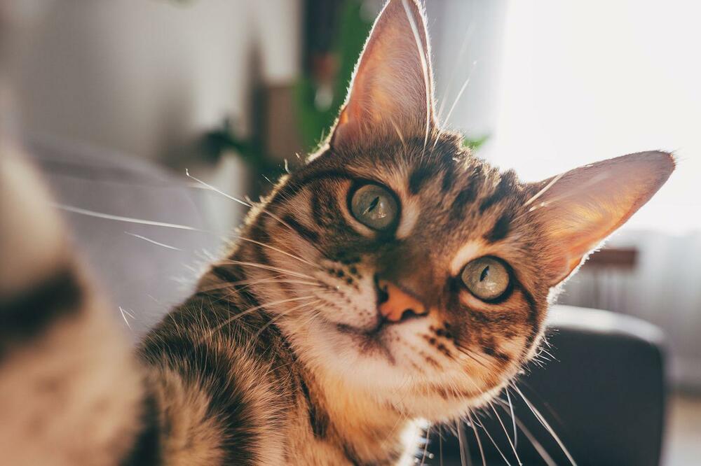 Ilustracija, Foto: Getty Images