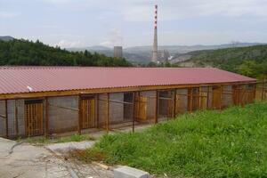 U Pljevljima preko hiljadu pasa lutalica