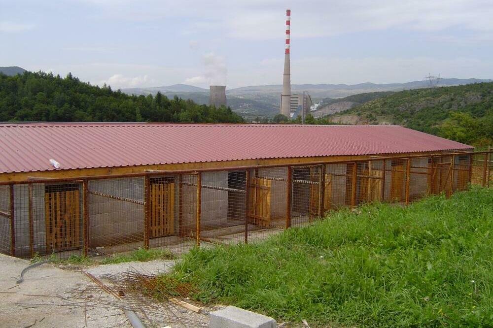 Azil za napuštene životinje, Foto: Goran Malidžan