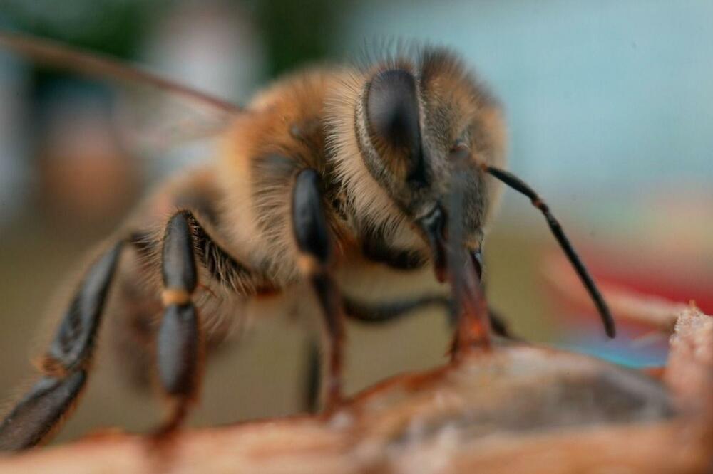 Foto: Gwyndaf Hughes/BBC