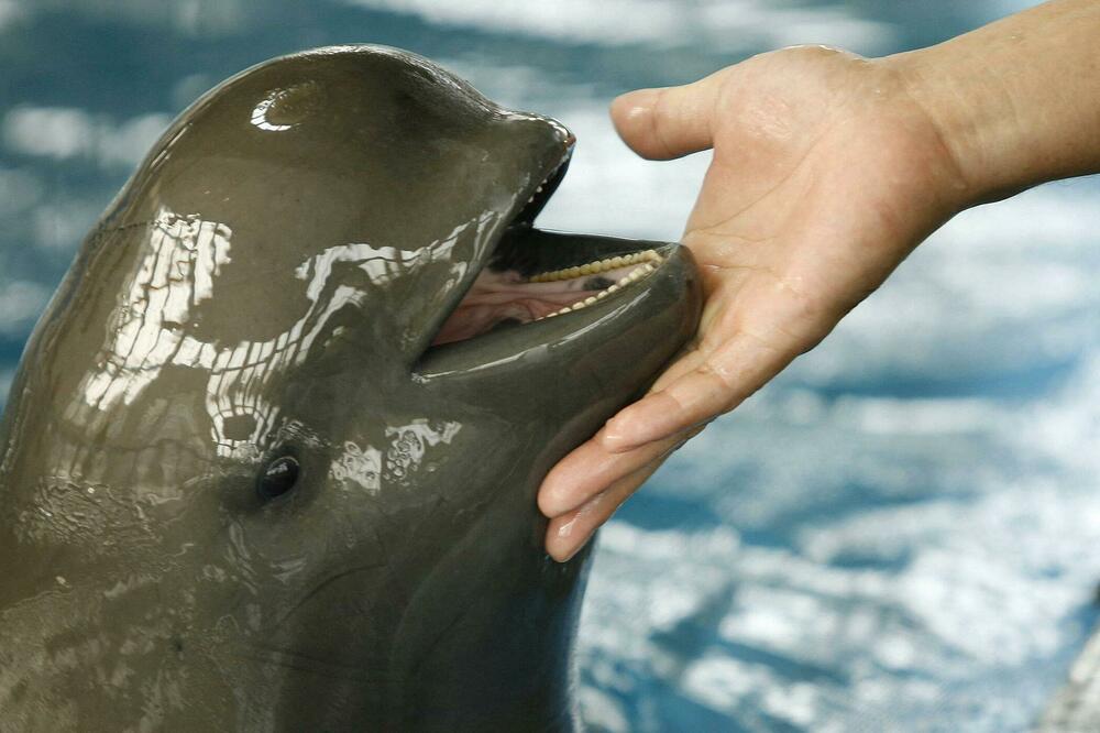 Naučnici žure da zaštite, prema mnogima, „najvažniju životinju" u rijeci Jangce, Foto: AFP via Getty Images