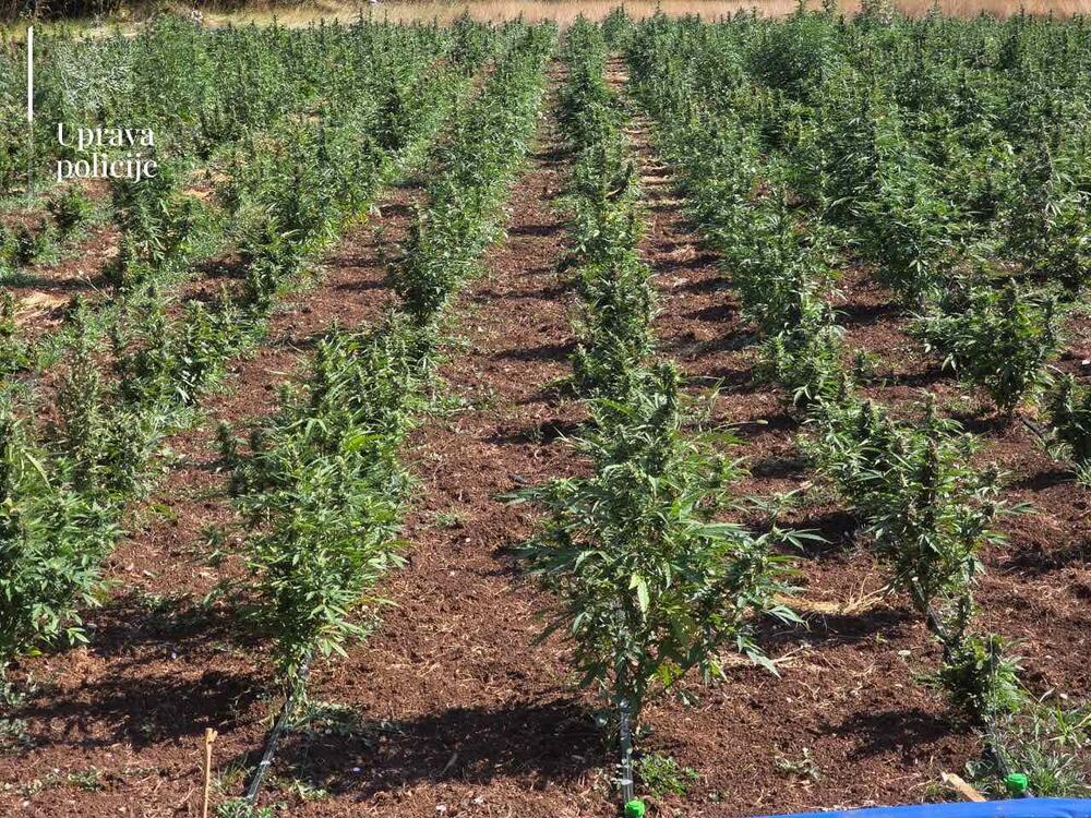 <p>Zaplijenjeno više od 13.000 sadnica marihuane, uhapšeni Zlatko Maraš i Dragan Perović</p>