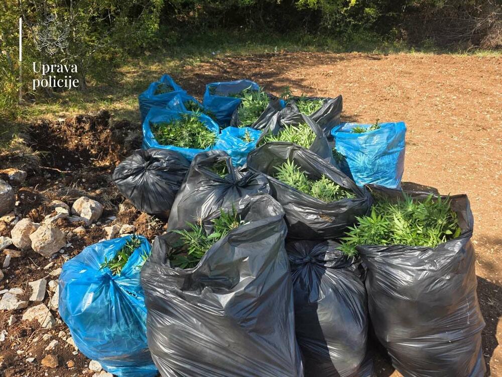 <p>Zaplijenjeno više od 13.000 sadnica marihuane, uhapšeni Zlatko Maraš i Dragan Perović</p>