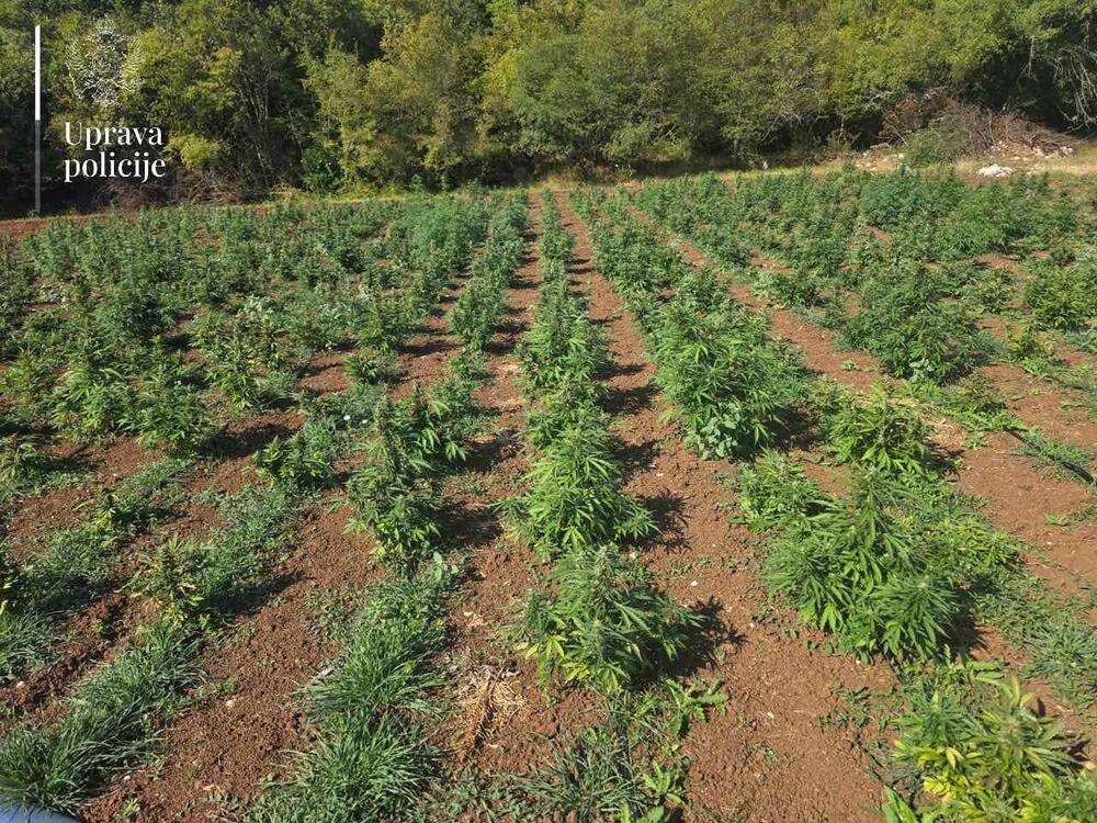 V Črni gori odkrili največjo plantažo marihuane, aretirana Zlatko Maraš in Dragan Perović