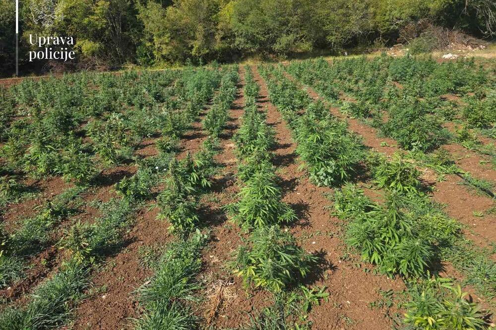 Otkrivena plantaža, Foto: Uprava policije