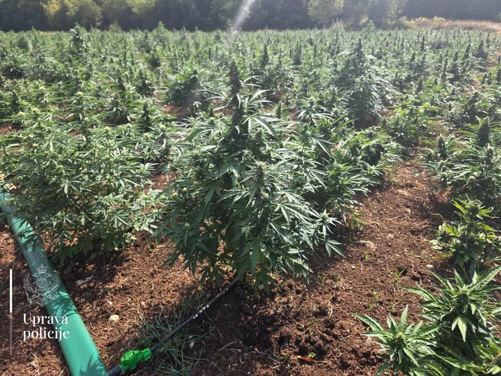 <p>Zaplijenjeno više od 13.000 sadnica marihuane, uhapšeni Zlatko Maraš i Dragan Perović</p>