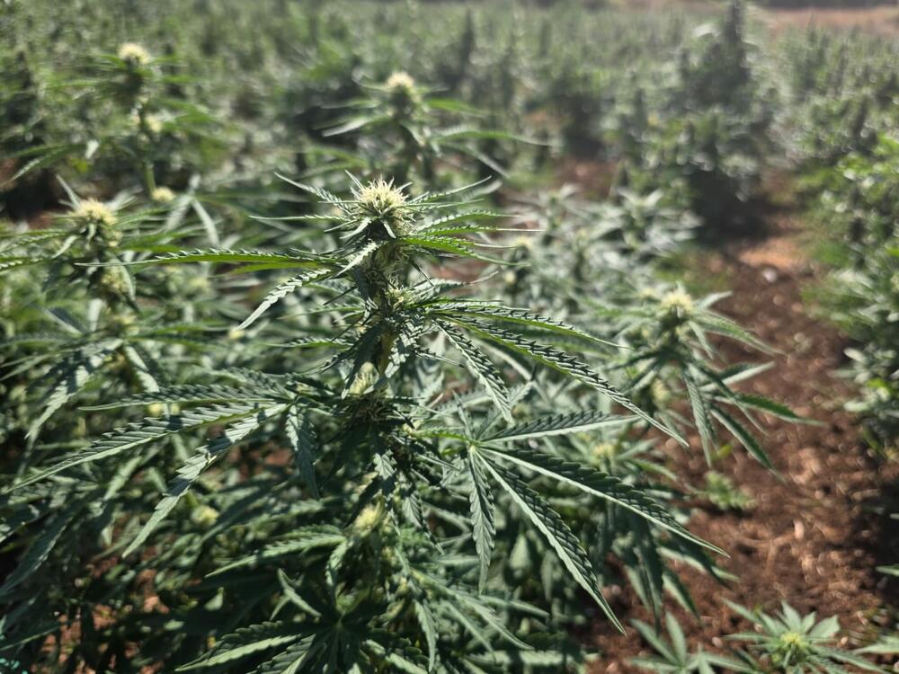 <p>Zaplijenjena droga vrijedna više od pet miliona eura</p>