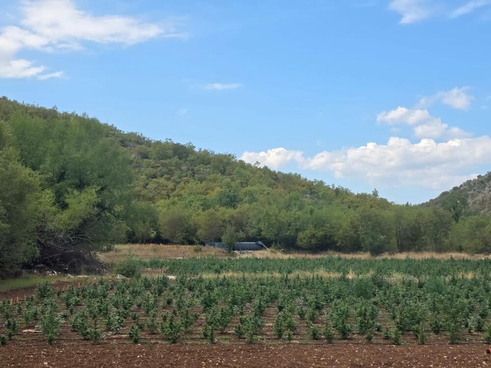 <p>Zaplijenjena droga vrijedna više od pet miliona eura</p>